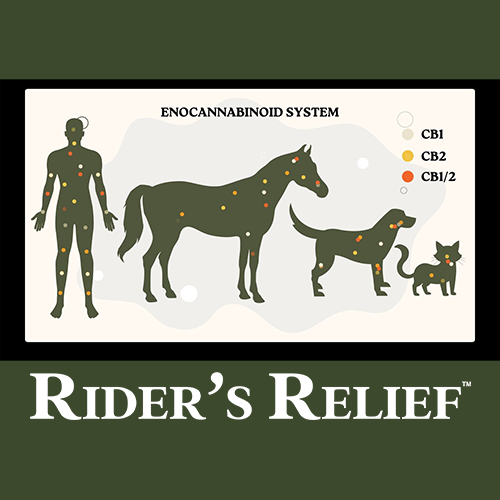 How CBD Works - BY RIDER'S RELIEF - For Educational and Entertainment Purposes